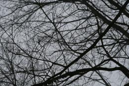 Branches